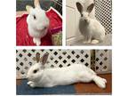 Adopt Dominic a White Other/Unknown / Mixed rabbit in Whitehall, PA (38077682)