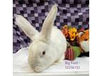 Adopt Big Foot -Stray a White New Zealand / Mixed rabbit in Wilkes Barre