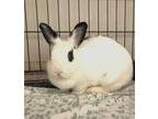 Adopt Jackie a White Dwarf / Dwarf / Mixed rabbit in Belleville, ON (38077699)