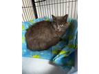 Adopt Queens a Gray or Blue Domestic Longhair (long coat) cat in Monmouth