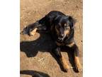 Adopt Casimira a Brown/Chocolate - with Tan Border Collie / Border Collie /