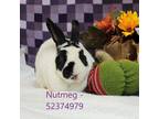 Adopt Nutmeg a White Rex / Mixed rabbit in Wilkes Barre, PA (38078442)