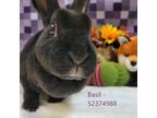 Adopt Basil a Black Rex / Mixed rabbit in Wilkes Barre, PA (38078443)