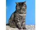 Adopt Marley a Gray, Blue or Silver Tabby Domestic Shorthair (short coat) cat in