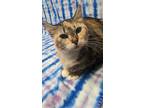 Adopt Hazel a Brown or Chocolate Domestic Shorthair / Domestic Shorthair / Mixed
