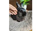 Adopt Margot a Dwarf / Mixed rabbit in Holiday, FL (38078820)