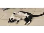 Adopt HESPER a All Black Domestic Shorthair / Domestic Shorthair / Mixed cat in