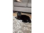 Adopt Bridger a All Black Domestic Shorthair / Domestic Shorthair / Mixed cat in