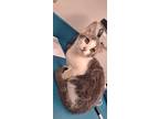 Adopt Wilma a Gray or Blue Domestic Shorthair / Domestic Shorthair / Mixed cat
