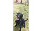 Adopt Charlie a Black Labrador Retriever / Mixed dog in Sulphur Springs