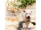 Adopt Pepper a White Mixed Breed (Medium) / Mixed Breed (Medium) / Mixed dog in