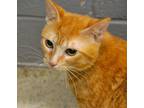 Adopt Oslo a Orange or Red Domestic Shorthair / Domestic Shorthair / Mixed cat