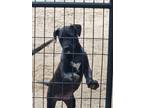 Adopt Mastiff Bully X a Black - with White Mastiff / Staffordshire Bull Terrier