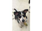 Adopt Buttercup a Tricolor (Tan/Brown & Black & White) Feist / Mixed dog in