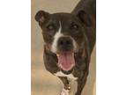 Adopt destiny a Brindle - with White Pit Bull Terrier / Mixed Breed (Medium) /