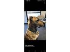 Adopt Bacardi a Brindle Mixed Breed (Large) / Mixed dog in Gainesville