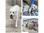 Adopt Freya a White - with Brown or Chocolate Mixed Breed (Medium) / Mixed dog
