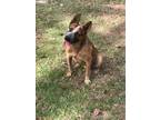 Adopt Jake a Tan/Yellow/Fawn - with Black Cattle Dog / Mixed dog in Baton Rouge