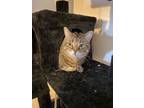 Adopt Maisy a Brown Tabby Domestic Mediumhair (medium coat) cat in Kennedale