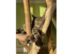 Adopt Avery a Brown Tabby Domestic Shorthair (short coat) cat in Toledo