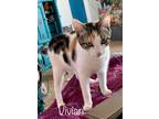 Adopt Vivian a Calico or Dilute Calico American Shorthair (short coat) cat in