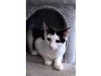 Adopt Teeny a Black & White or Tuxedo Domestic Mediumhair (medium coat) cat in