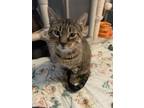 Adopt Daddy a Tan or Fawn Tabby Domestic Shorthair (short coat) cat in Randolph