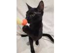 Adopt Ziggy a All Black Domestic Shorthair (short coat) cat in Buckeye