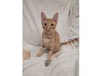 Adopt Sonny a Orange or Red Tabby Domestic Shorthair (short coat) cat in