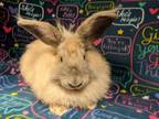 Adopt Penelope a Other/Unknown / Mixed rabbit in Fountain Valley, CA (32910997)