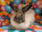 Adopt Bluebell a Other/Unknown / Mixed rabbit in Fountain Valley, CA (32911035)