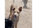 Adopt Shark a Brown/Chocolate - with White German Shepherd Dog / Shepherd