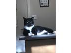 Adopt Hotdog a Black & White or Tuxedo Domestic Shorthair (short coat) cat in