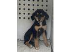 Adopt Tina a Black Bernese Mountain Dog / Mixed dog in Selma, CA (38320536)