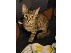 Adopt Sally a Tan or Fawn Tabby American Shorthair (short coat) cat in