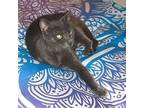 Adopt Gypsy a Gray or Blue Domestic Shorthair / Mixed cat in Port Richey