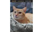 Adopt Milton a Orange or Red Tabby Domestic Shorthair (short coat) cat in White