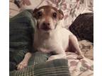 Adopt Dally in Sherman, TX a White - with Brown or Chocolate Jack Russell