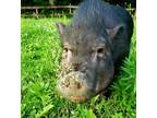 Adopt M.B. a Pig (Potbellied) farm-type animal in Neapolis, OH (32319662)