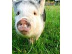 Adopt Trinity a Pig (Potbellied) farm-type animal in Neapolis, OH (32319710)