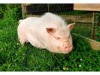 Adopt Belle a Pig (Potbellied) farm-type animal in Neapolis, OH (32319713)