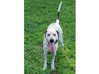 Adopt June a White - with Brown or Chocolate Pointer / Coonhound / Mixed dog in