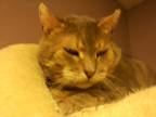 Adopt KING a Tiger Striped Domestic Shorthair (short coat) cat in Milford