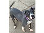 Adopt Weslie a Gray/Silver/Salt & Pepper - with White Pit Bull Terrier / Mixed