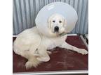 Adopt Denali a White - with Tan, Yellow or Fawn Great Pyrenees / Mixed dog in