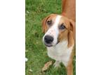 Adopt OPIE JAMES ! a Red/Golden/Orange/Chestnut - with White Harrier / Foxhound