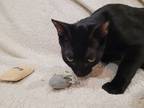 Adopt Midnight a All Black Domestic Shorthair (short coat) cat in Buckeye