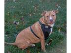 Adopt Papa Elf a Red/Golden/Orange/Chestnut Pit Bull Terrier / Mixed dog in