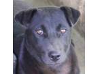Adopt TRINITY a Black Chow Chow / Labrador Retriever / Mixed dog in New York