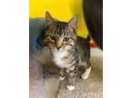Adopt GREEN LEI a Brown Tabby Domestic Shorthair (short coat) cat in Owenboro